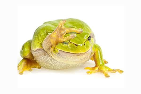 Image of Frog with hand over eyes