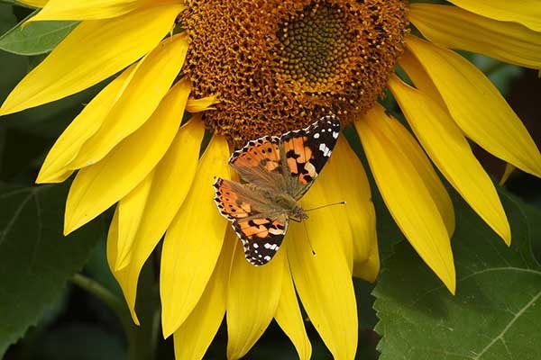 Sunflower and butterfly icons of Website Design Delaware County Ulster County NY